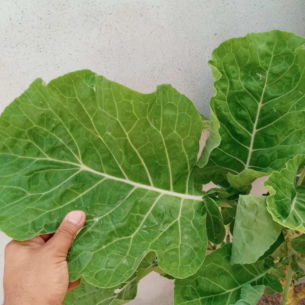 Como cultivar couve em vasos: um guia prático para ter folhas frescas mesmo em pequenos espaços