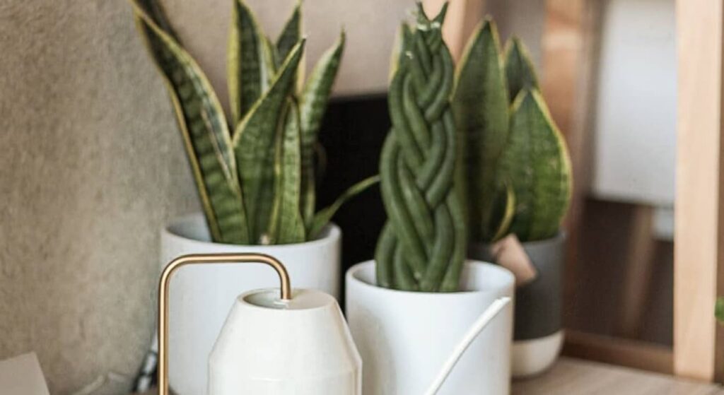 Essas 6 Plantas Têm o Poder de Melhorar Seu Sono — E Ficam Lindas no Quarto