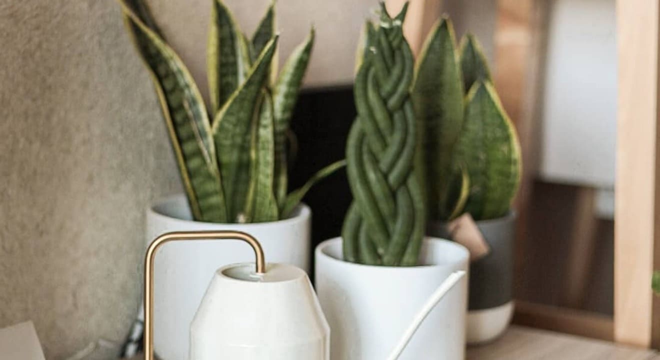 Espada-de-São-Jorge: a planta resistente que simboliza proteção e energia positiva