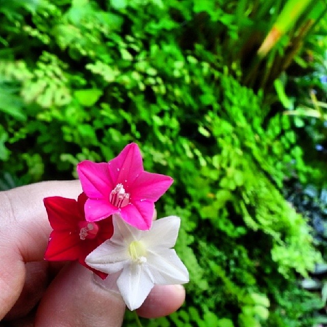 Esqueletinho (Ipomoea quamoclit): A plantinha delicada que fez parte da infância de muitos