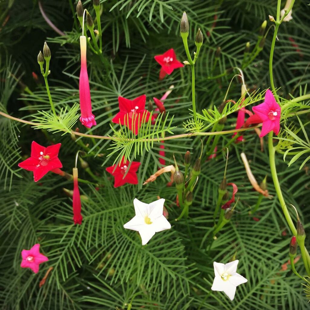 Esqueletinho (Ipomoea quamoclit): A plantinha delicada que fez parte da infância de muitos