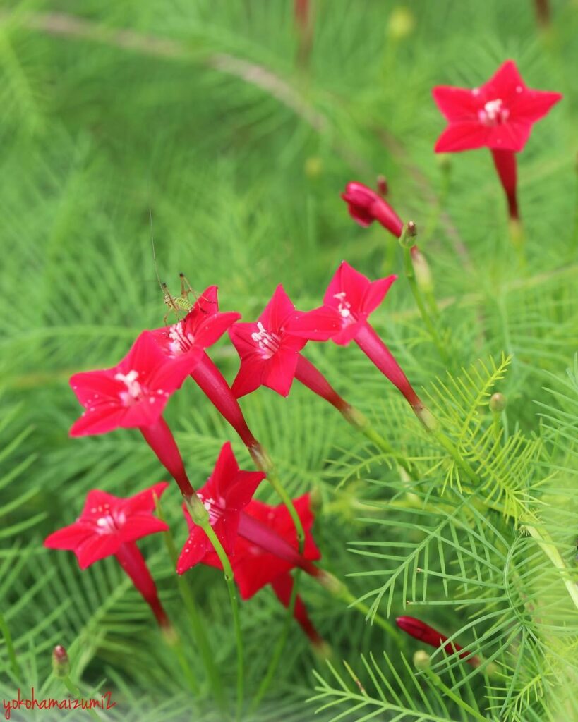 Esqueletinho (Ipomoea quamoclit): A plantinha delicada que fez parte da infância de muitos