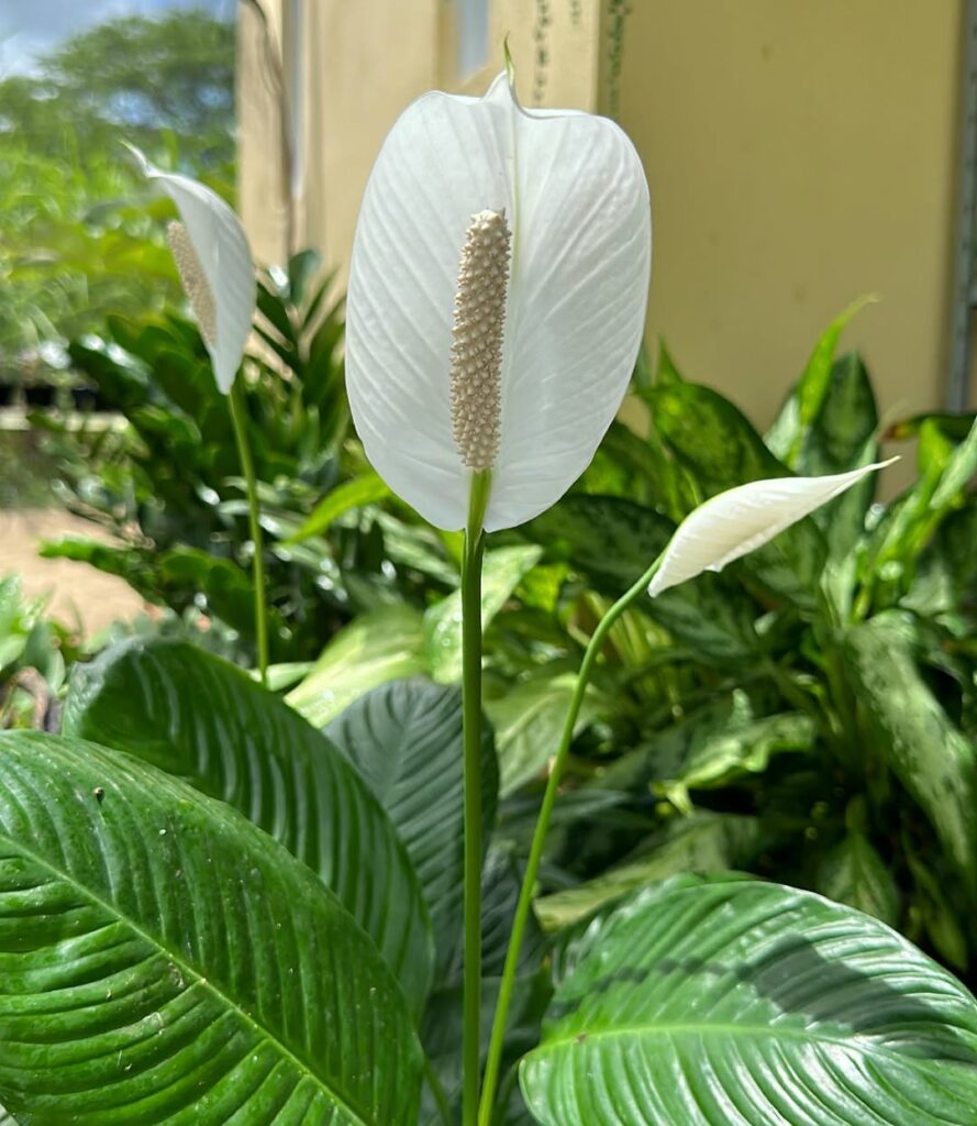 Ar puro dentro de casa: conheça plantas que purificam o ar e vivem bem sem sol direto