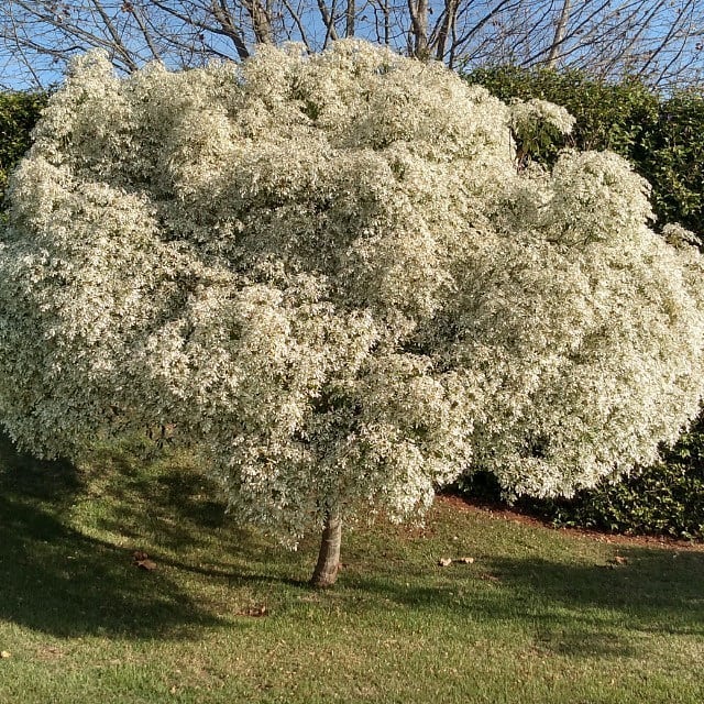 Neve-da-montanha: conheça a beleza delicada da Euphorbia leucocephala