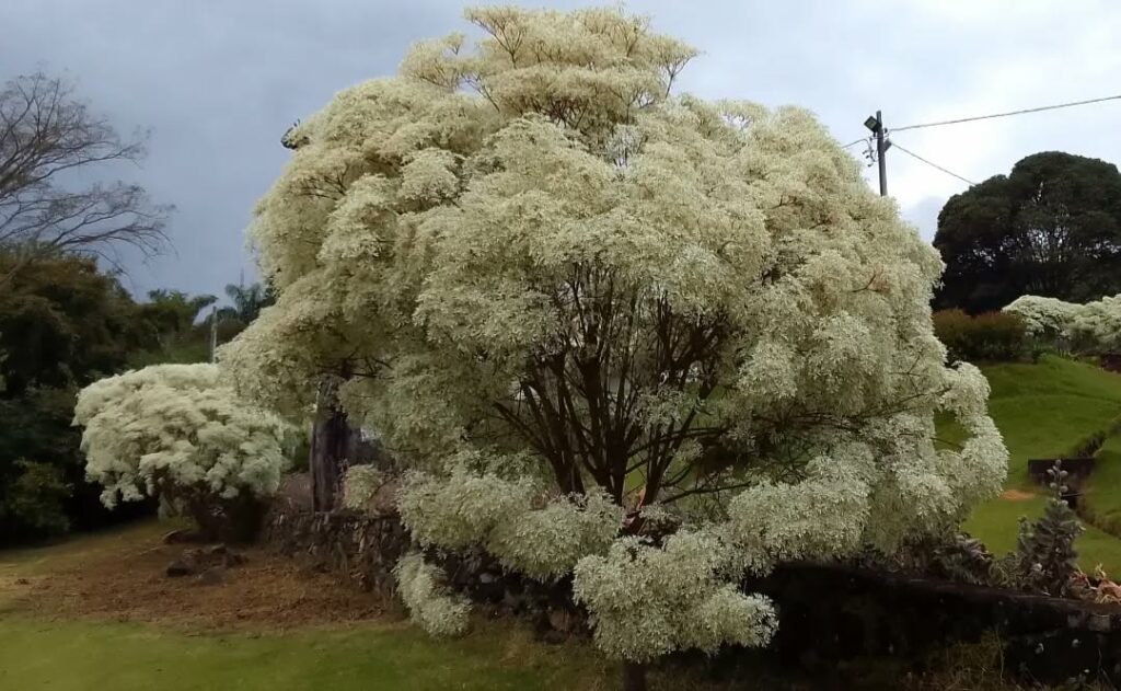 Neve-da-montanha: conheça a beleza delicada da Euphorbia leucocephala