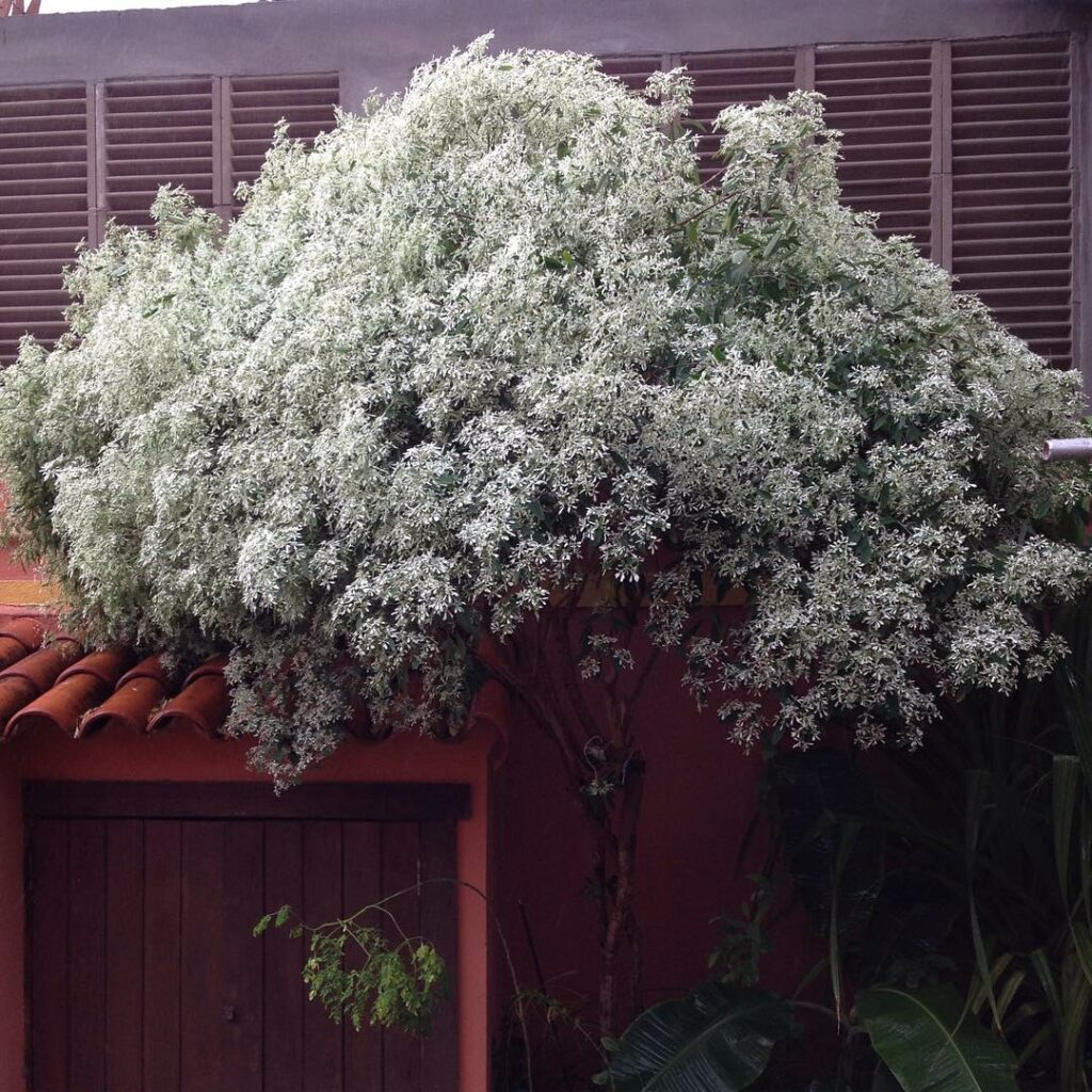 Neve-da-montanha: conheça a beleza delicada da Euphorbia leucocephala
