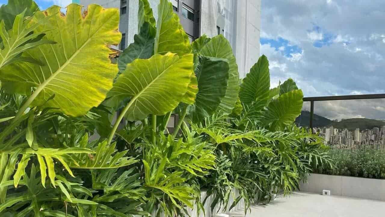 Orelha-de-elefante: a exuberância tropical que transforma jardins e interiores