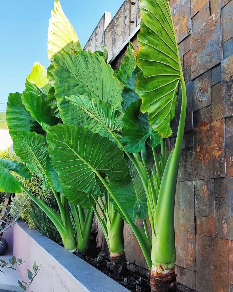 Orelha-de-elefante: a exuberância tropical que transforma jardins e interiores