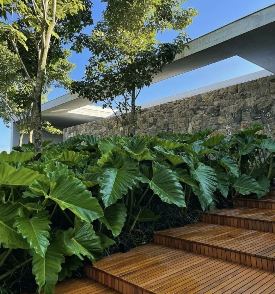 Orelha-de-elefante: a exuberância tropical que transforma jardins e interiores