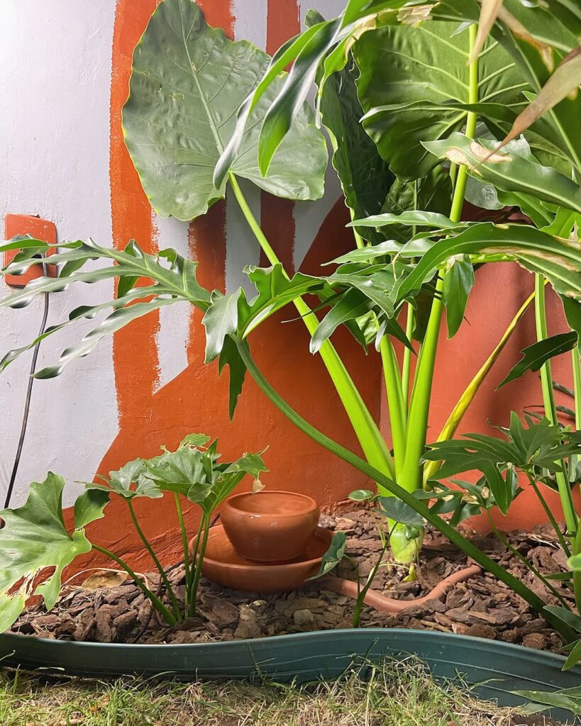 Orelha-de-elefante: a exuberância tropical que transforma jardins e interiores