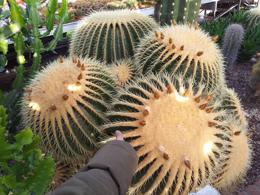 Poltrona-de-sogra: conheça o cacto ornamental que é destaque nos jardins