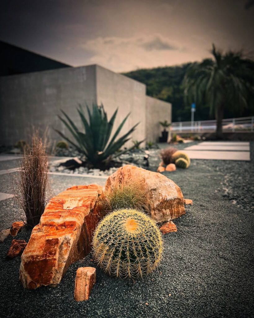 Poltrona-de-sogra: conheça o cacto ornamental que é destaque nos jardins