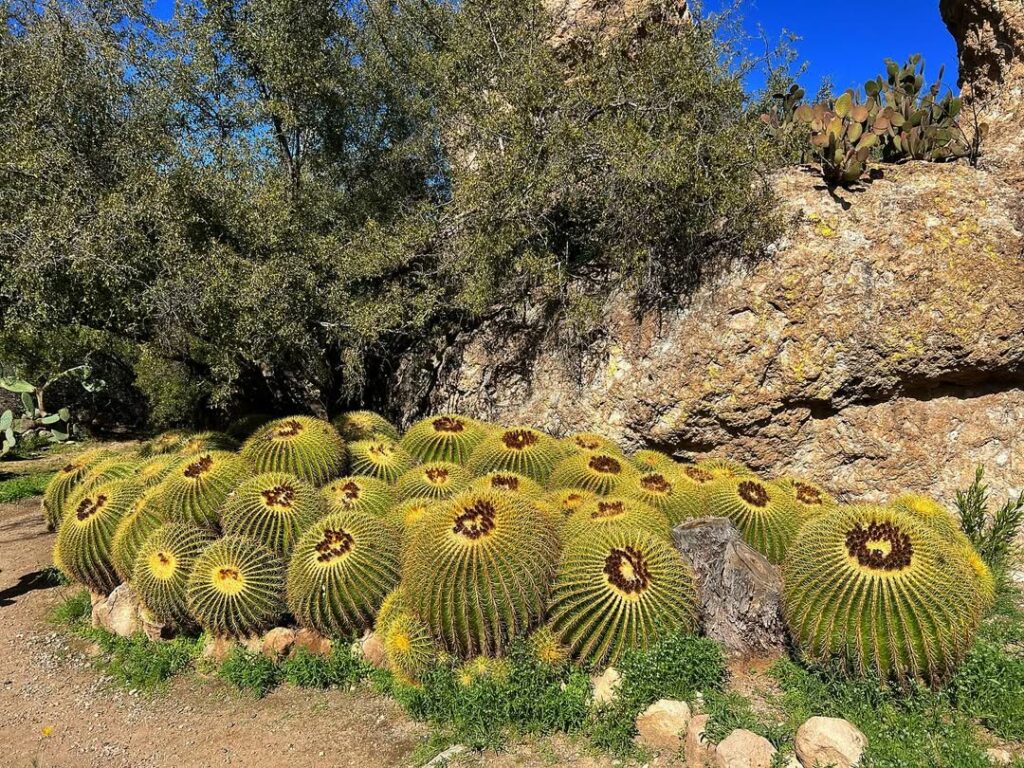 Poltrona-de-sogra: conheça o cacto ornamental que é destaque nos jardins