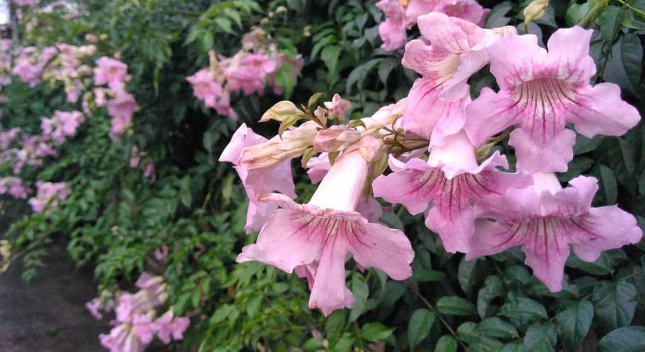 6 motivos para você ter a trepadeira Sete-léguas em seu jardim