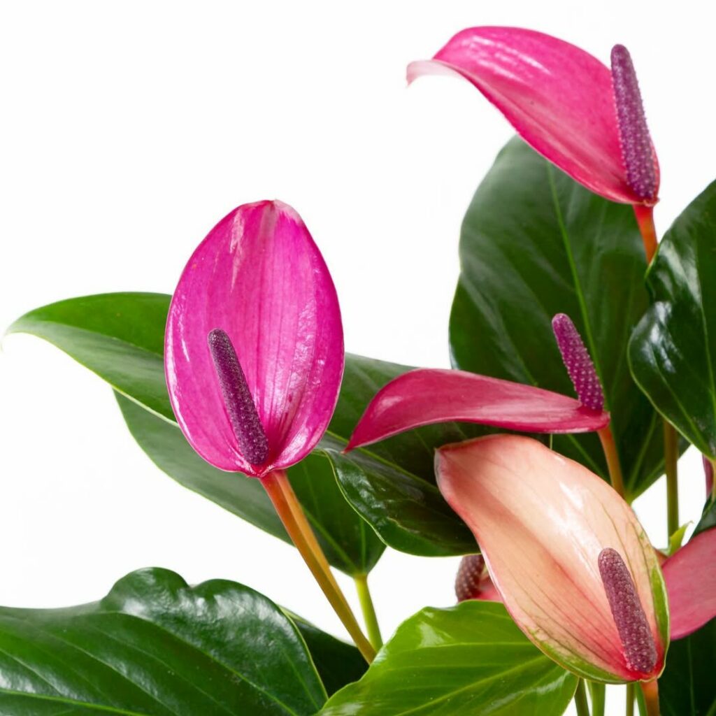 Antúrios raros que vão surpreender você