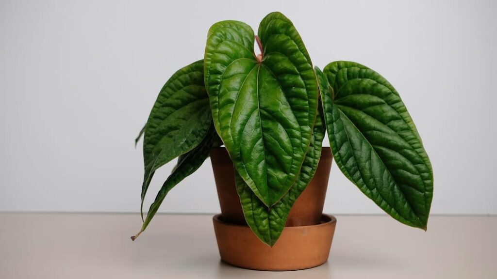 Antúrios raros que vão surpreender você