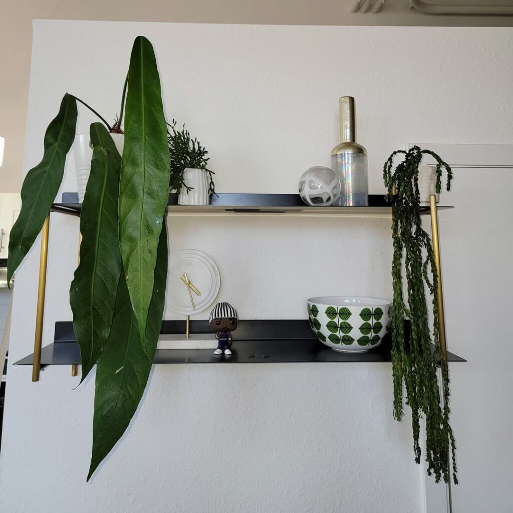 Antúrios raros que vão surpreender você