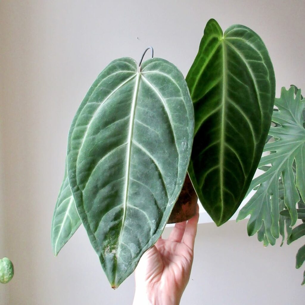 Antúrios raros que vão surpreender você