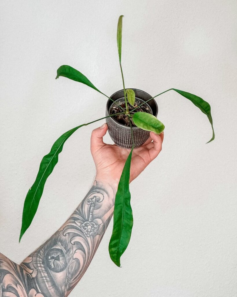 Antúrios raros que vão surpreender você