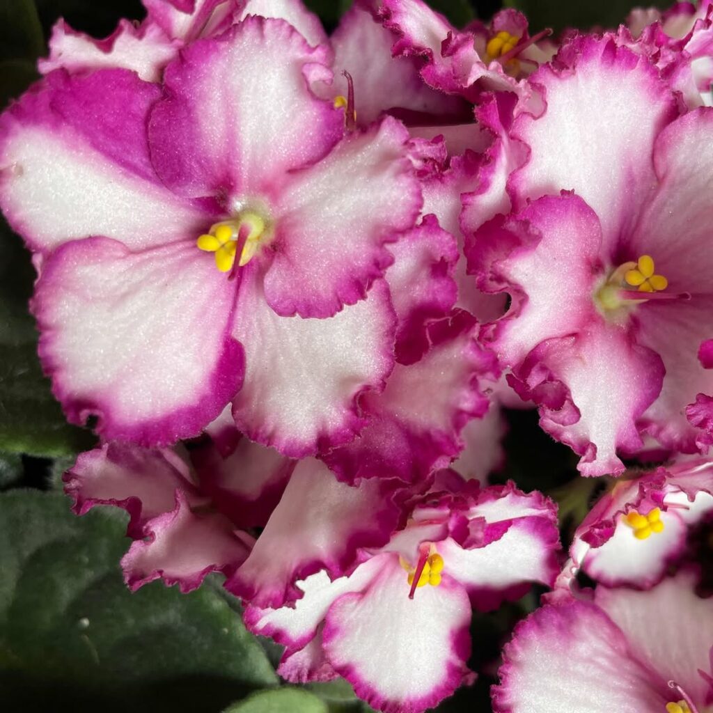 Motivos para você cultivar a violeta-africana e colorir jardins e interiores.