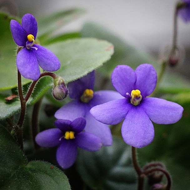 Flores que encantam dentro de casa: cinco espécies ideais para espaços iluminados