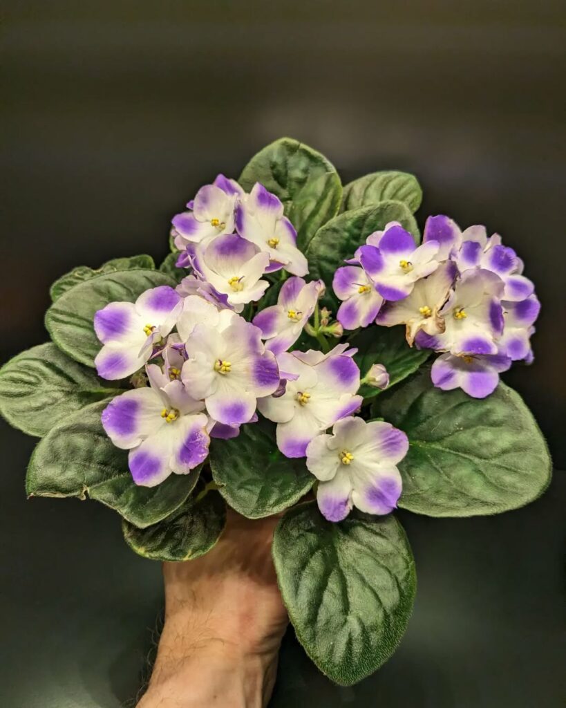 Motivos para você cultivar a violeta-africana e colorir jardins e interiores.