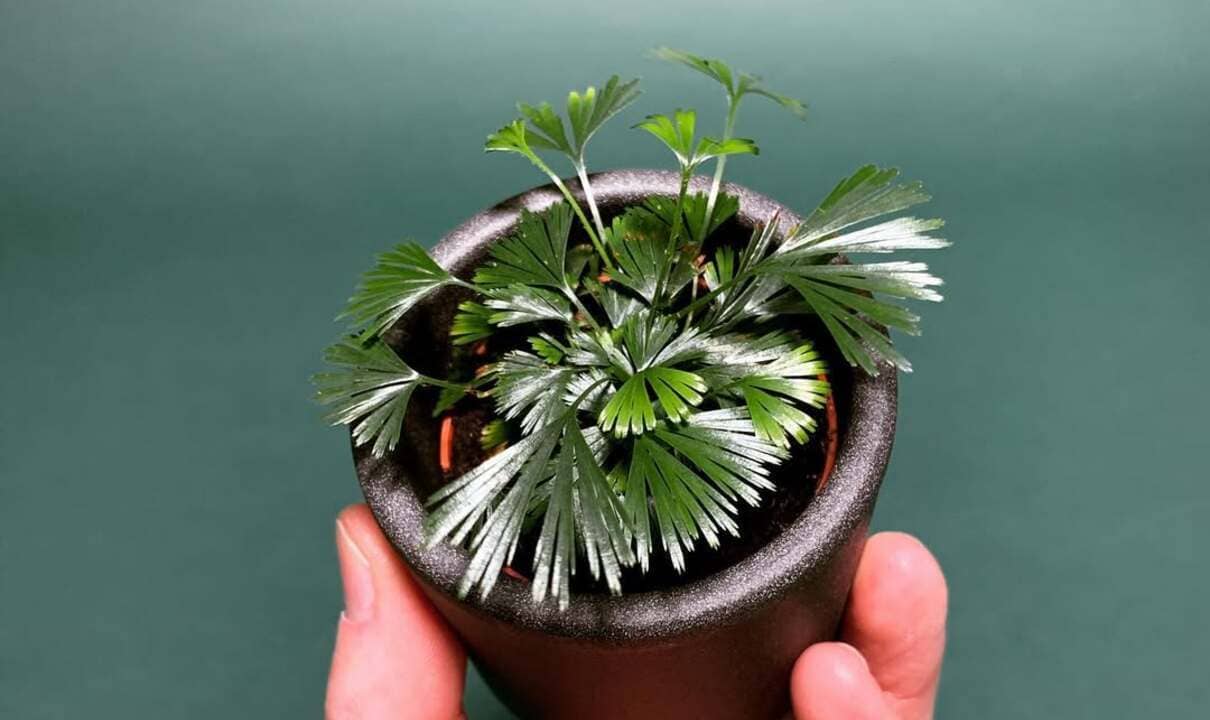 Actiniopteris australis: a samambaia em miniatura que conquista espaços com charme e delicadeza