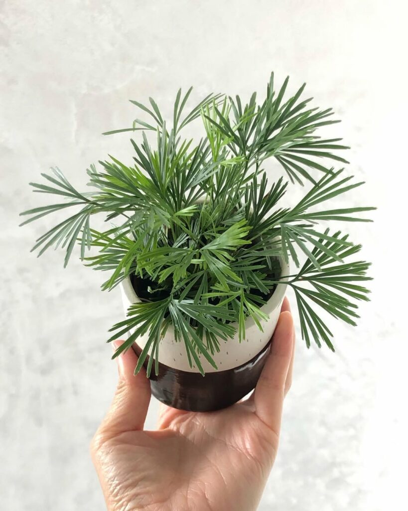 Actiniopteris australis: a samambaia em miniatura que conquista espaços com charme e delicadeza