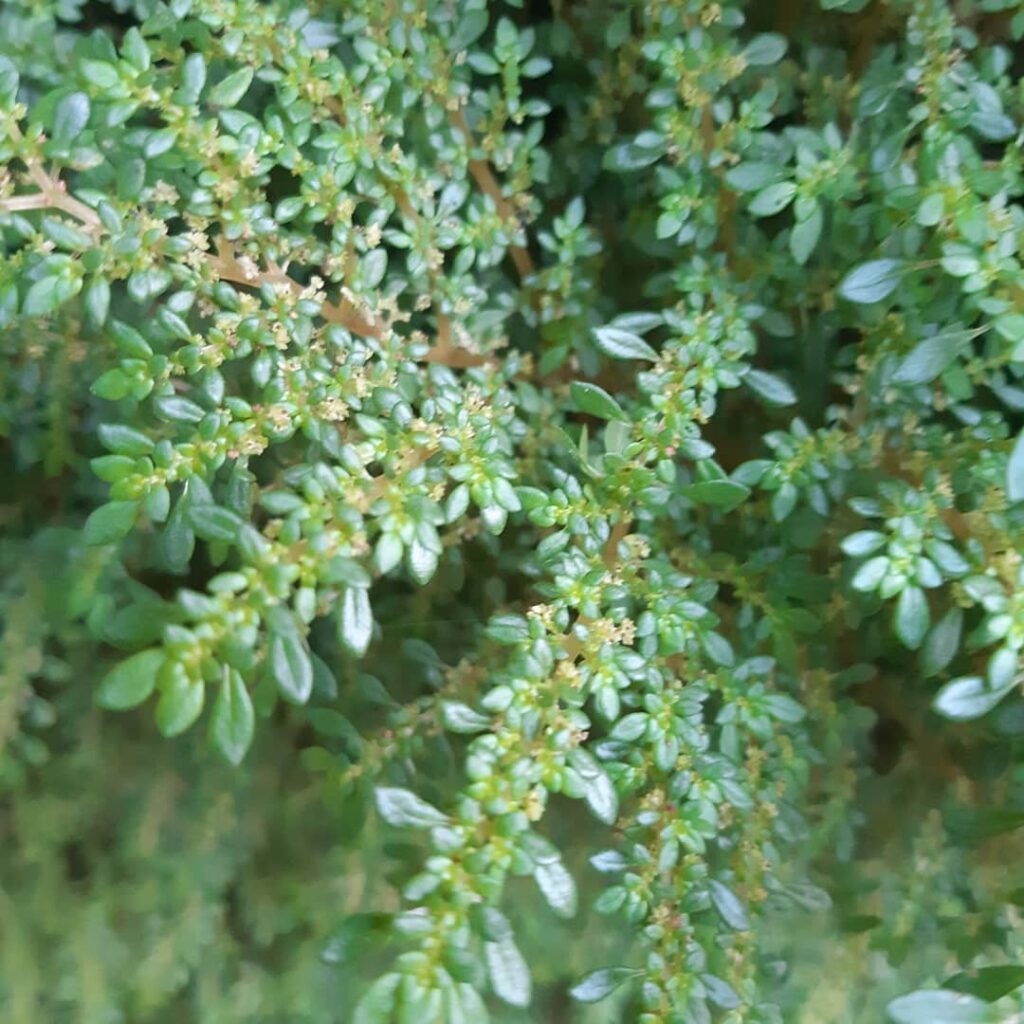 Para que serve a brilhantina? Conheça os segredos da planta ornamental que também tem valor terapêutico