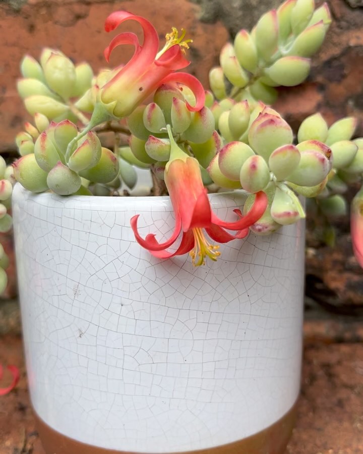 Cotyledon pendens: a suculenta perfeita para vasos aéreos, varandas iluminadas e composições tropicais