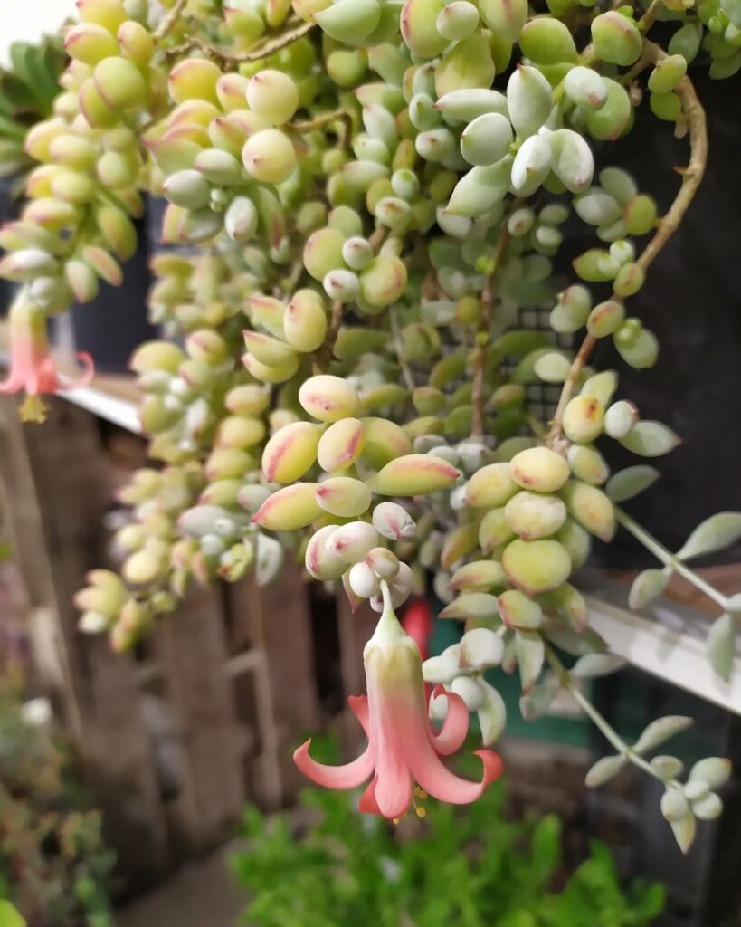 Cotyledon pendens: a suculenta perfeita para vasos aéreos, varandas iluminadas e composições tropicais