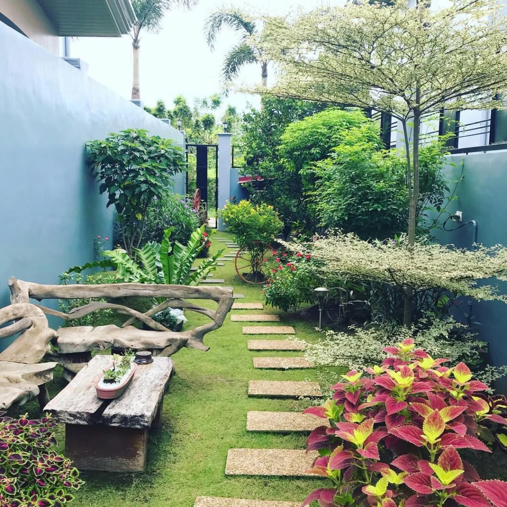 Escadinha-do-céu: saiba como cultivar essa samambaia resistente e cheia de charme