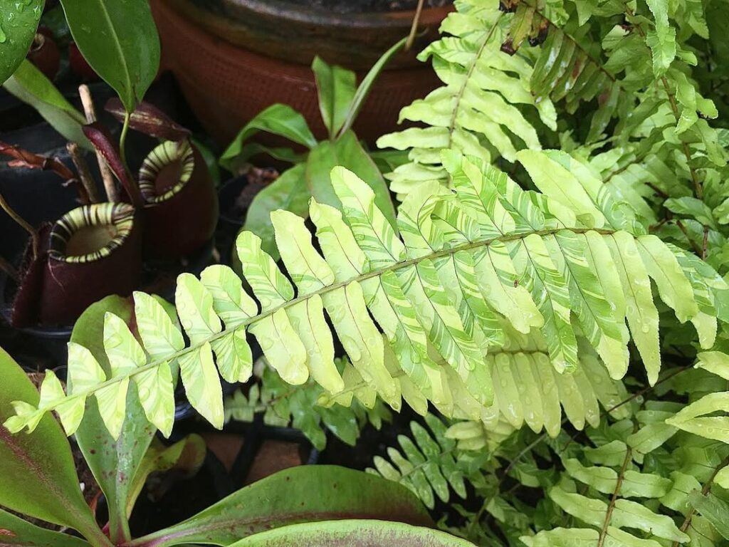 Escadinha-do-céu: saiba como cultivar essa samambaia resistente e cheia de charme
