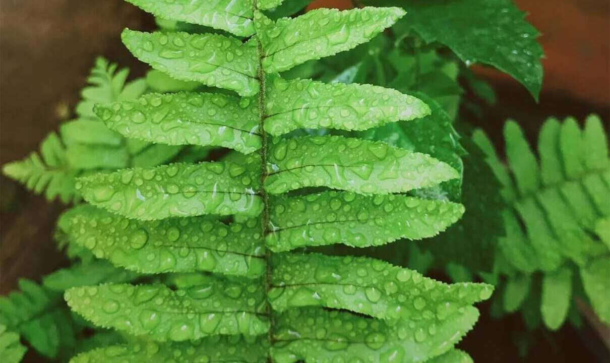 Escadinha-do-céu: saiba como cultivar essa samambaia resistente e cheia de charme