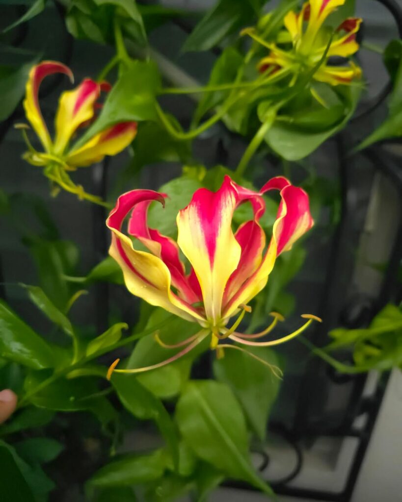 Plantas com nomes curiosos: conheça as histórias surpreendentes por trás dessas espécies