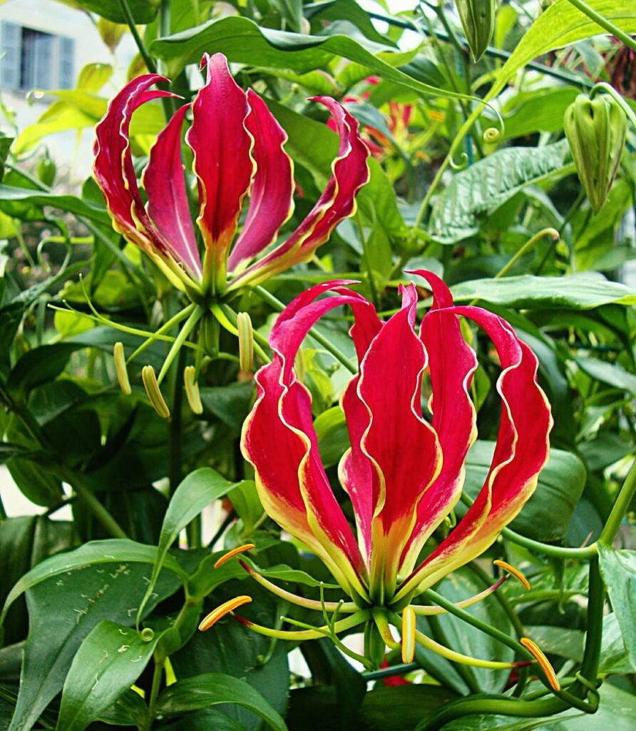 Flor gloriosa