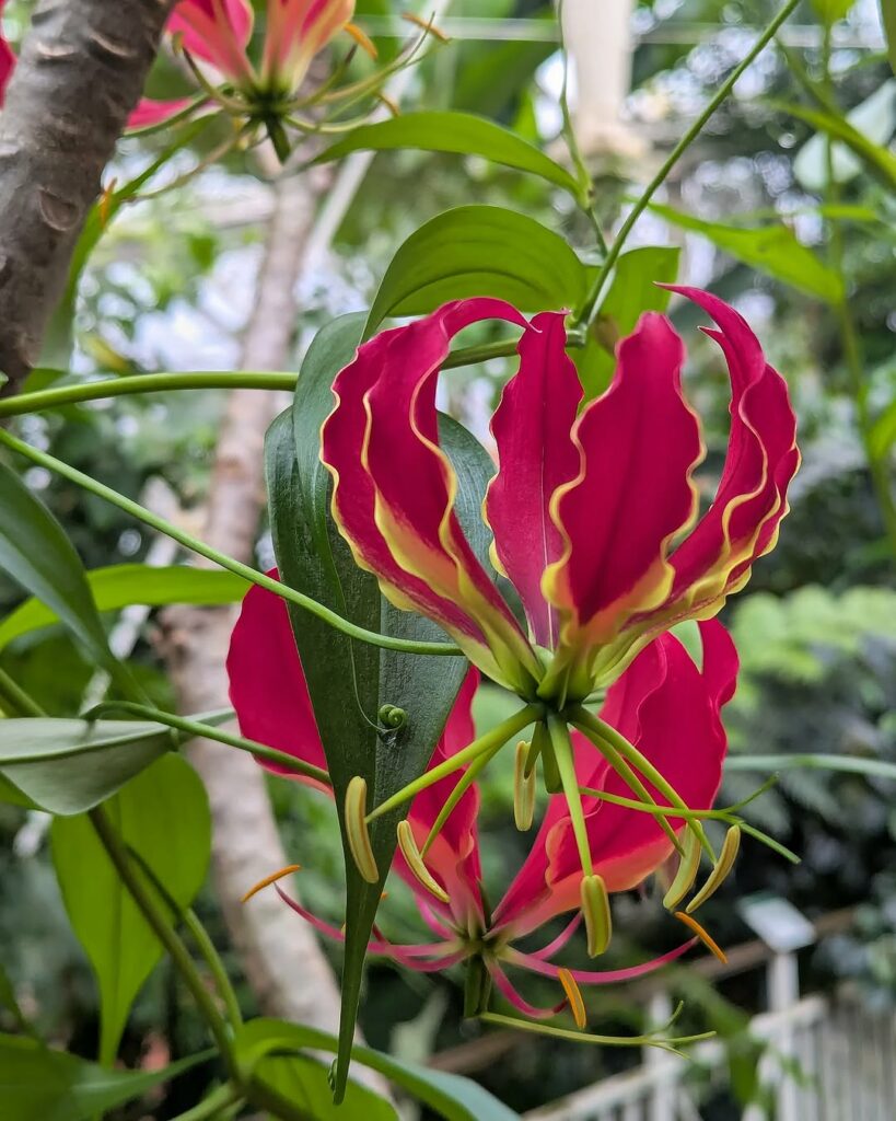 Flor gloriosa