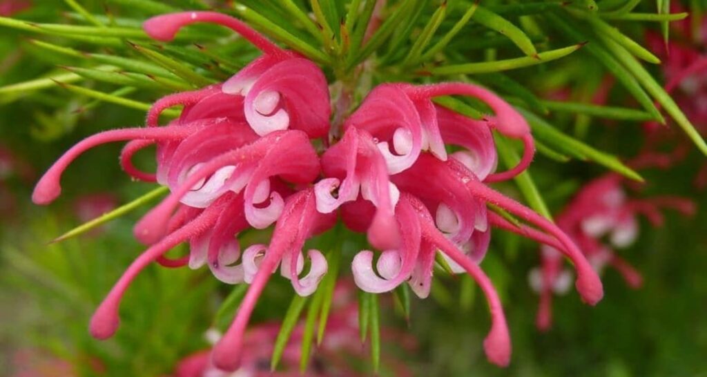 Grevillea