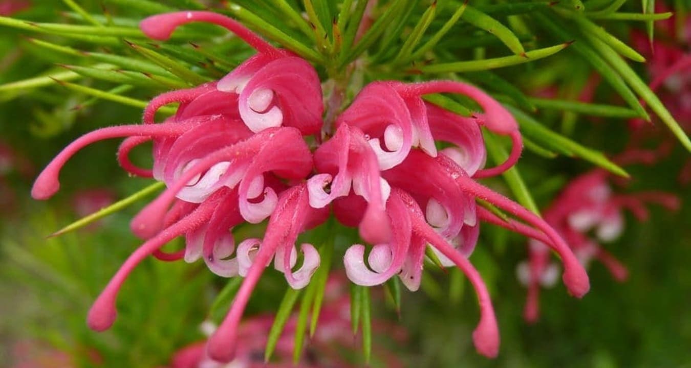 Grevillea