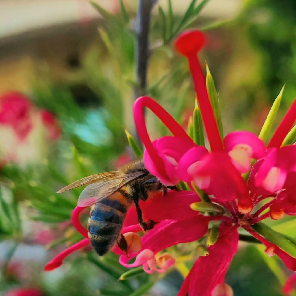 Grevillea juniperina: como cultivar a planta ornamental australiana que atrai beija-flores