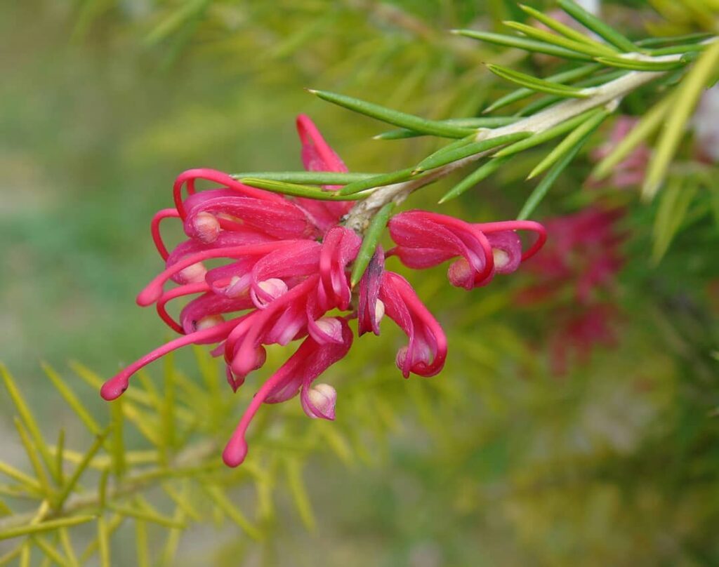 Grevillea juniperina: como cultivar a planta ornamental australiana que atrai beija-flores