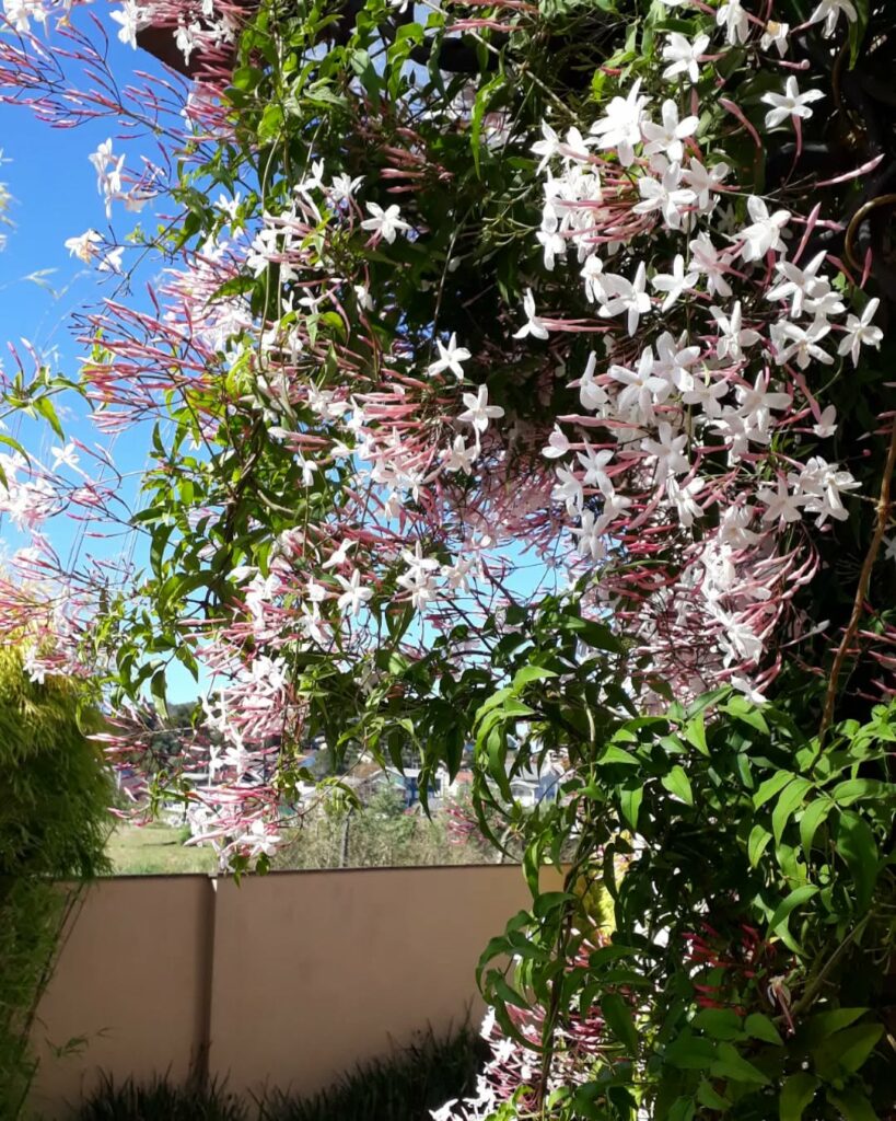 Jardim no inverno? Sim! Conheça as flores que resistem ao frio e encantam a paisagem