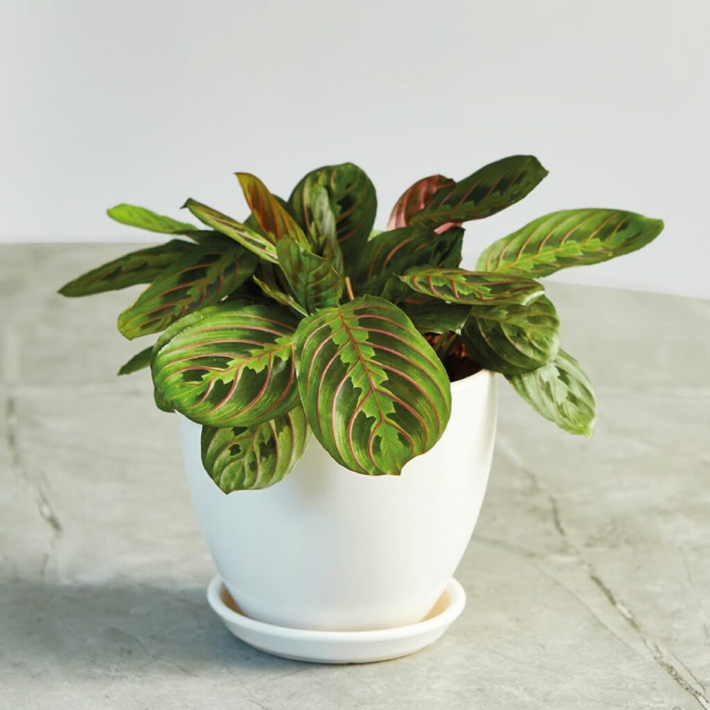 5 plantas para dentro de casa que transformam interiores com suas cores e praticidade