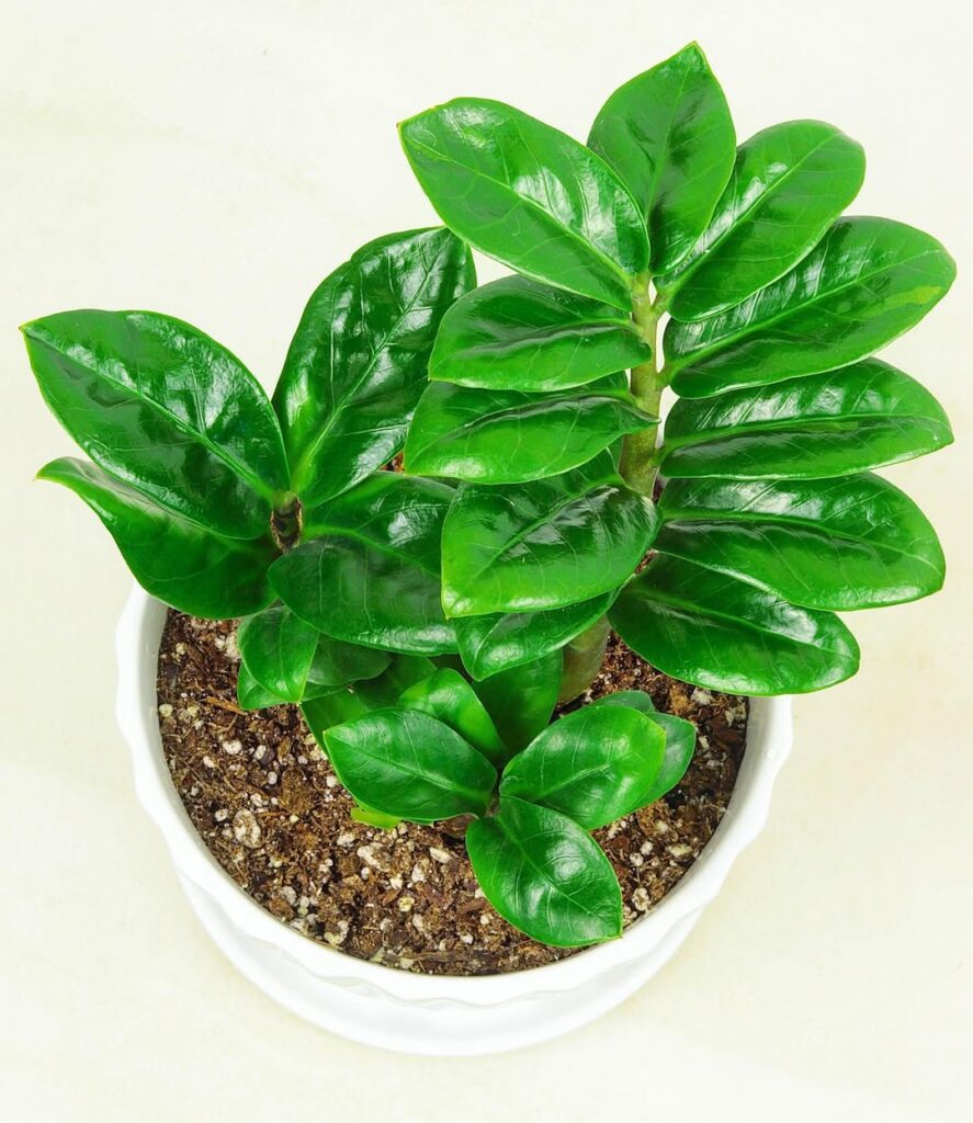 Mini, black ou camaleão? Conheça as 4 versões de zamioculca que conquistaram os apaixonados por plantas