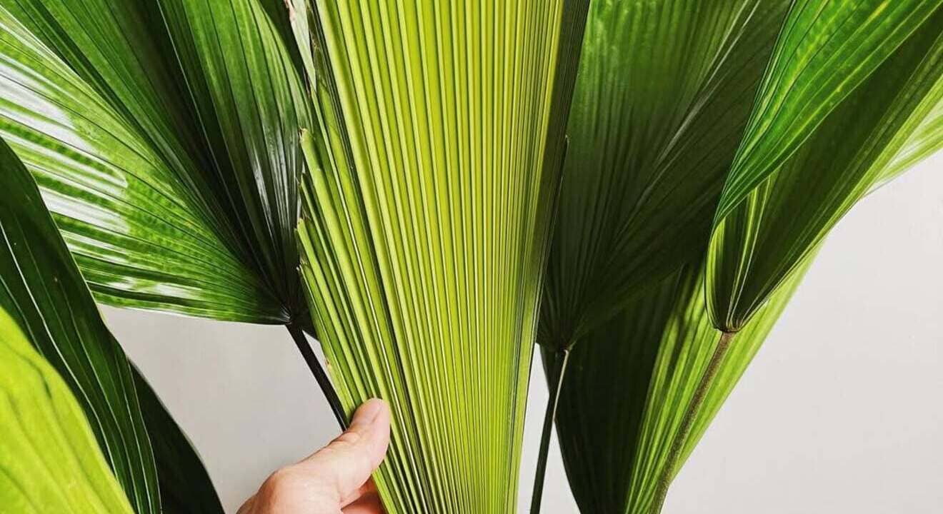 Elegância Tropical: Como Cultivar a Palmeira-leque (Licuala grandis) no Jardim e Dentro de Casa