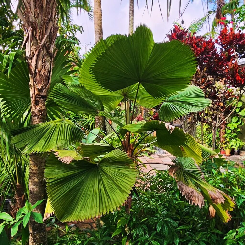 5 plantas para jardim externo que fogem do óbvio e são fáceis de cuidar.