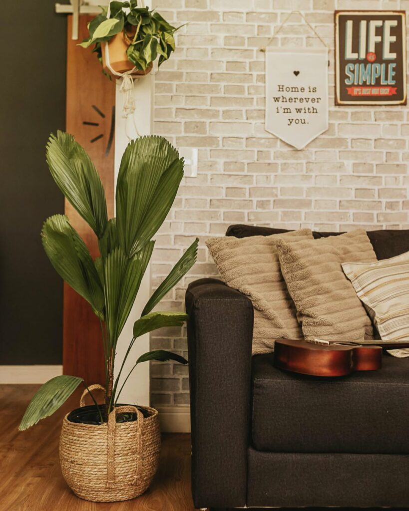 Elegância Tropical: Como Cultivar a Palmeira-leque (Licuala grandis) no Jardim e Dentro de Casa