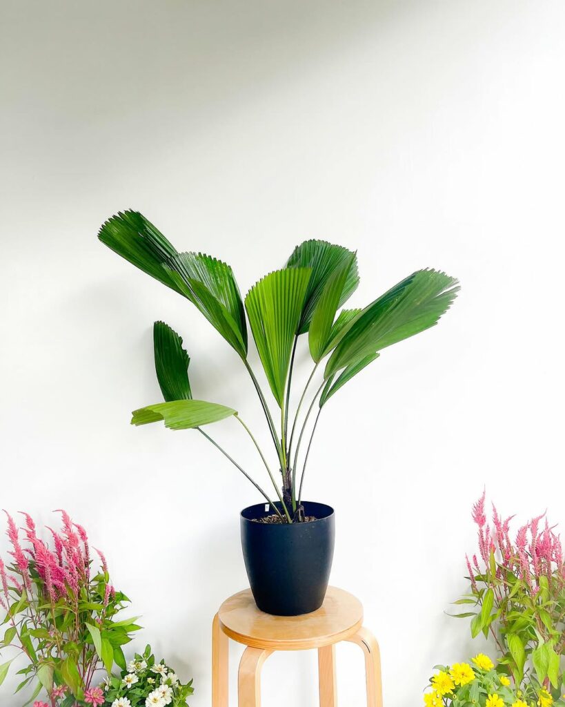As 3 melhores plantas para decorar a casa com elegância natural