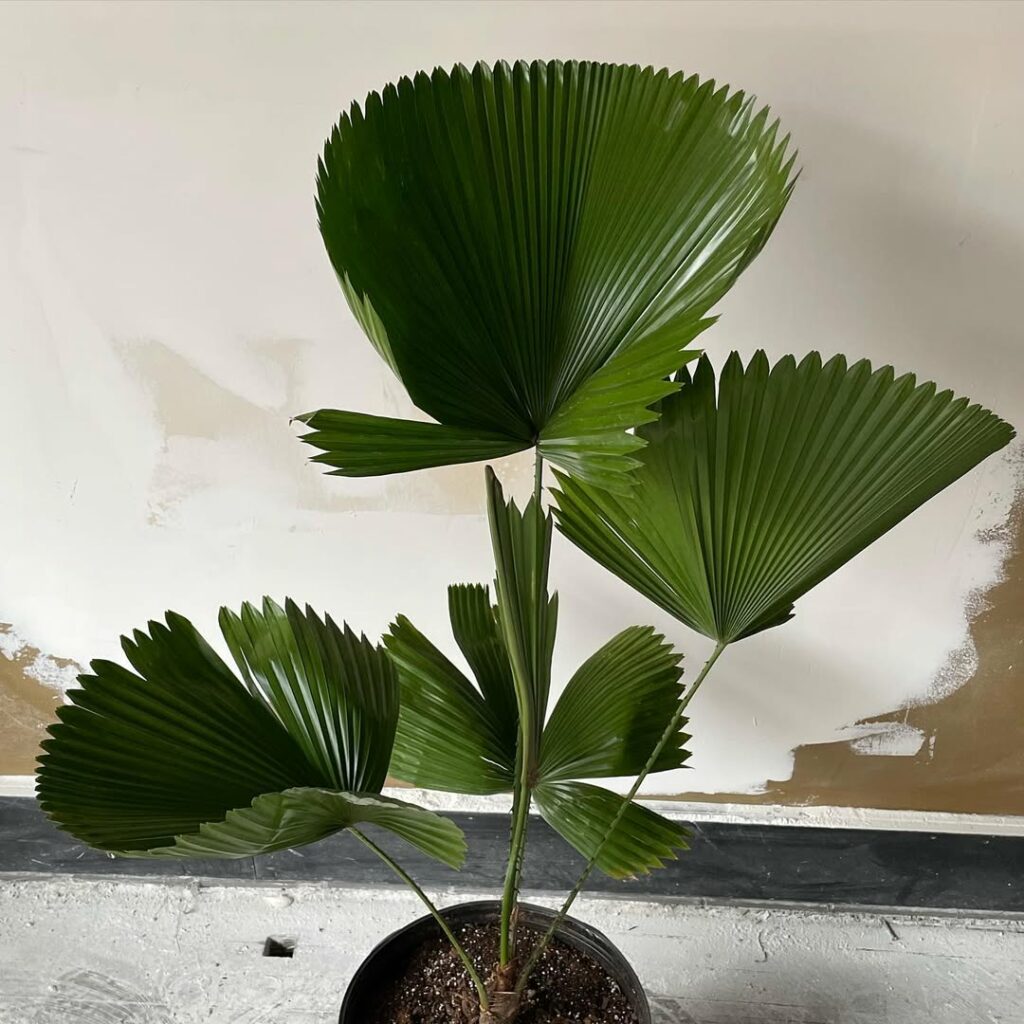 Elegância Tropical: Como Cultivar a Palmeira-leque (Licuala grandis) no Jardim e Dentro de Casa