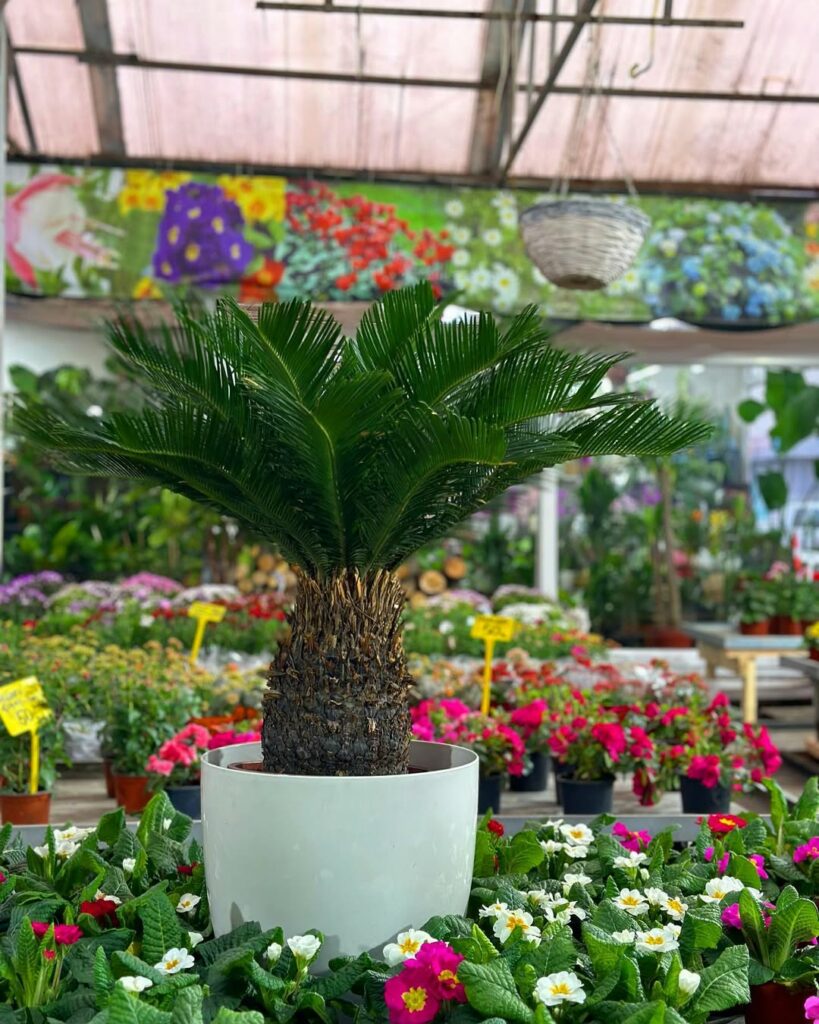 Palmeira-sagu: o charme atemporal que transforma jardins e varandas